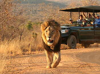 Makweti Safari Lodge: Ein prächtiger Löwe