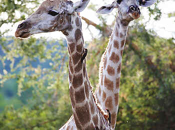 Matetsi Victoria Falls: Kreuzende Giraffenhälse Matetsi Victoria Falls: Kreuzende Giraffenhälse