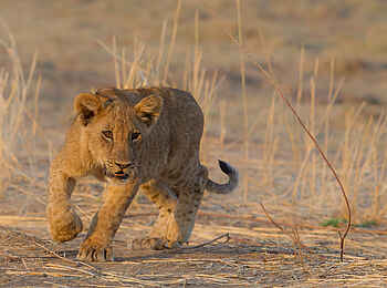Nkonzi Bush Camp: Pirschendes Löwenbaby Nkonzi Bush Camp: Pirschendes Löwenbaby