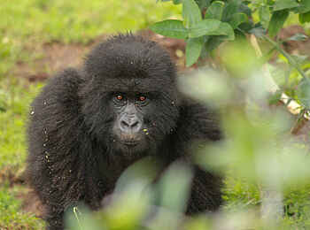 Singita Kwitonda Lodge: Fixierter Blick Singita Kwitonda Lodge: Fixierter Blick