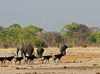 Camelthorn Lodge: Rappenantilope Camelthorn Lodge: Rappenantilope