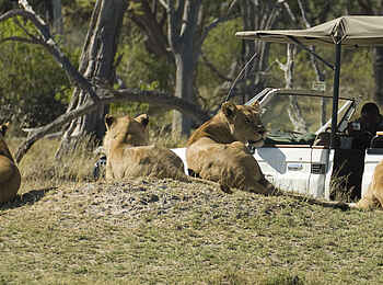 Camp Moremi: Löwen auf verlassenem Termitenhügel Camp Moremi: Löwen auf verlassenem Termitenhügel