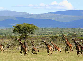 Encounter Mara Camp: Giraffenherde