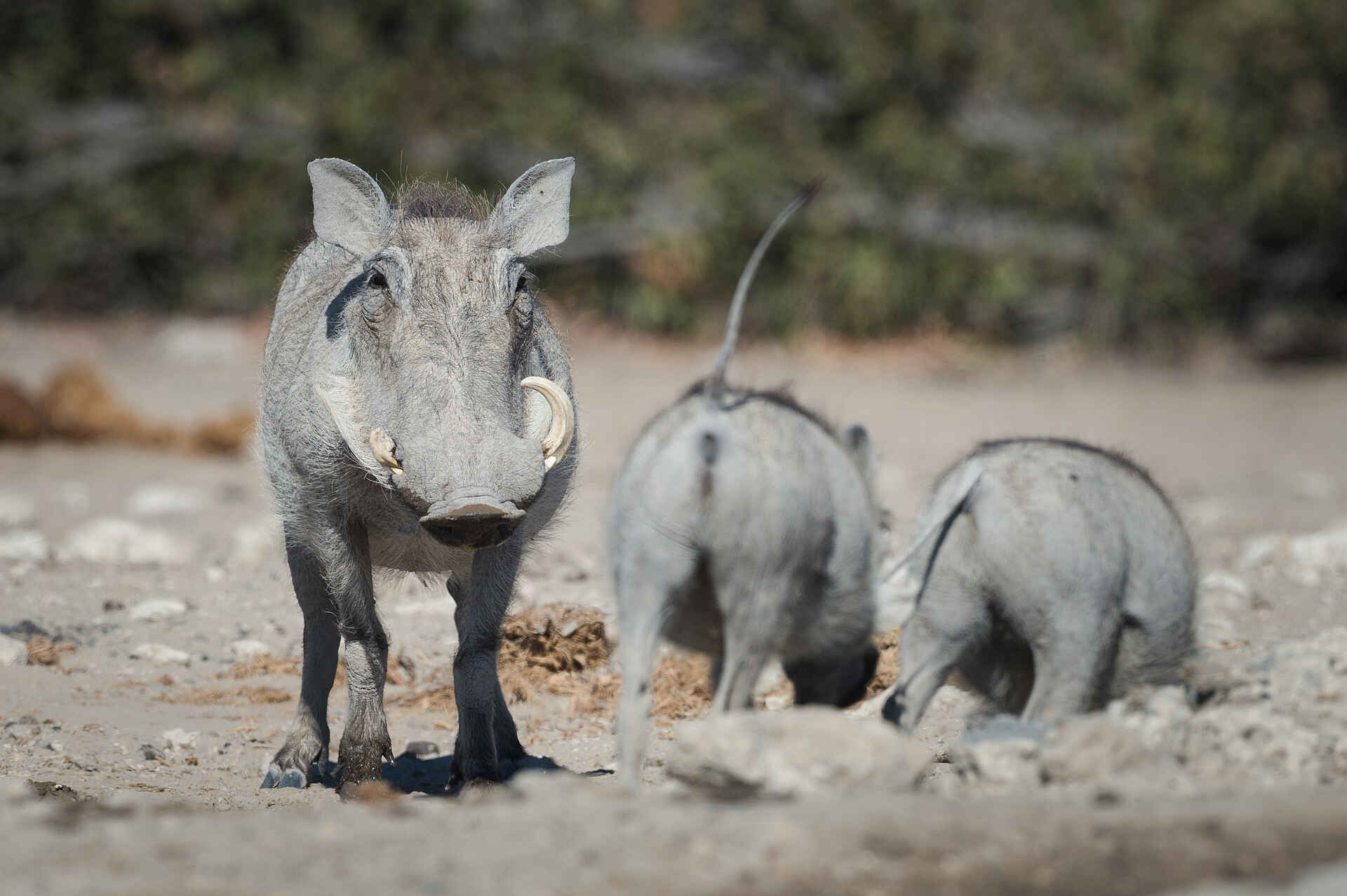Etosha Mountain Lodge: Warzenschweine