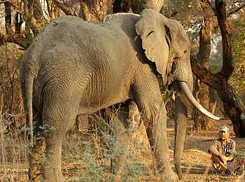 Goliath Tented Camp: Rast beim Elefanten