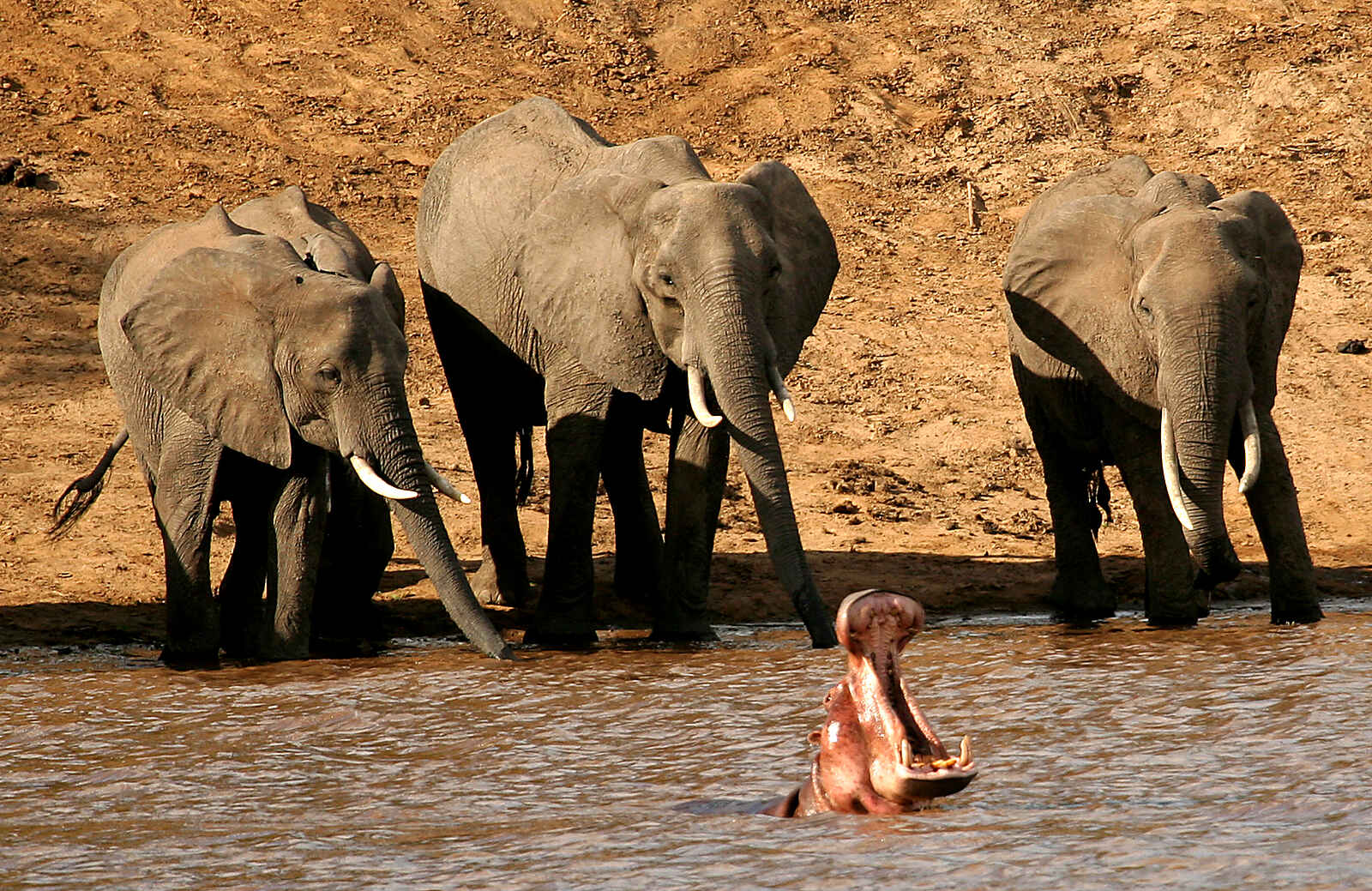 Kaingo Elephant Hide: Elefanten und Nilpferd Kaingo Elephant Hide: Elefanten und Nilpferd