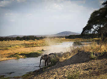 Kigelia Camp: Elefanten am Great Ruaha River Kigelia Camp: Elefanten am Great Ruaha River