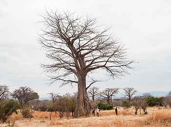 Kwihala Camp: Großer Baum