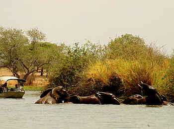 Lake Manze Camp: Elefantenbad Lake Manze Camp: Elefantenbad