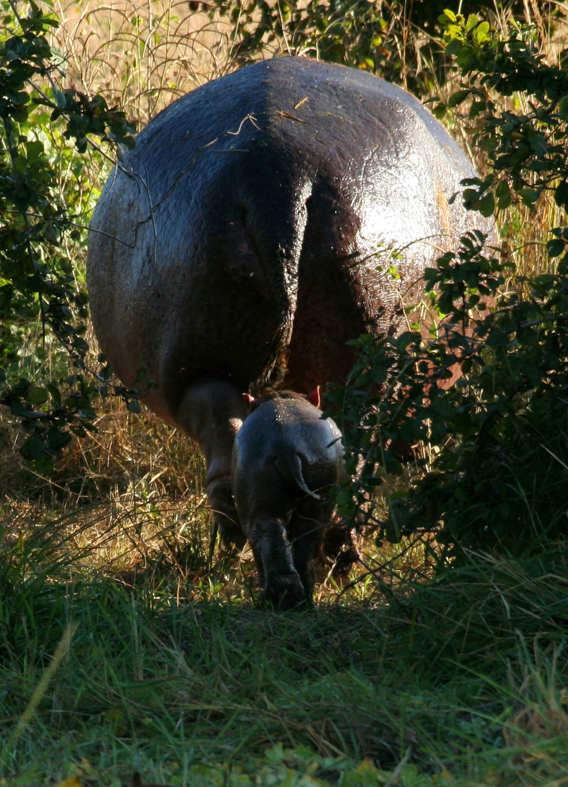 Last Waterhole Hide: Nilpferdbaby im Gefolge seienr Mutter Last Waterhole Hide: Nilpferdbaby im Gefolge seienr Mutter