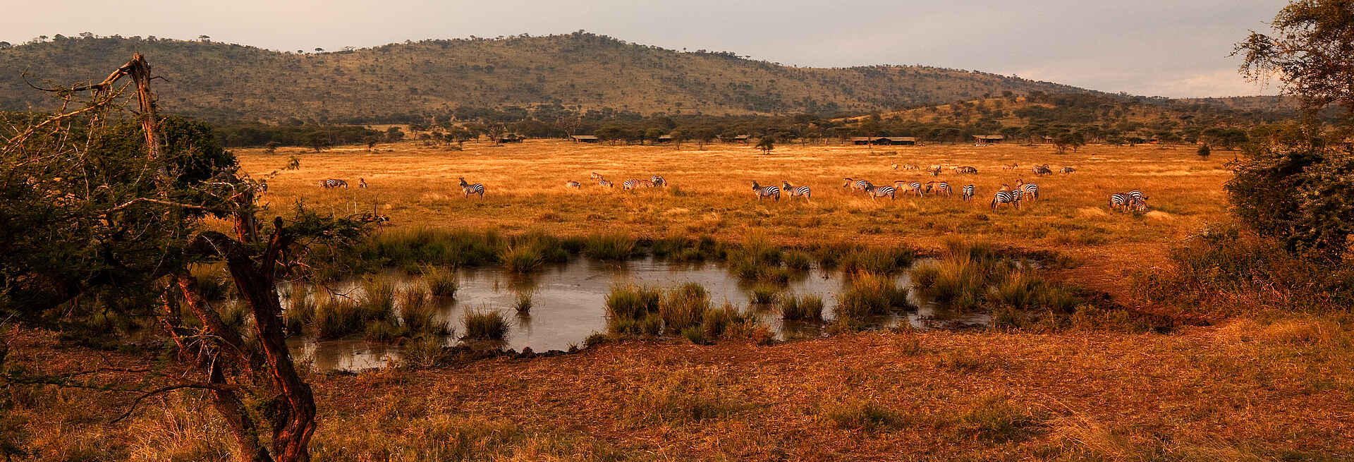Lemala Ewanjan: Wasserstelle vor dem Camp Lemala Camps, Lemala Ewanjan, Serengeti, afrikarma, afrikarma Safaris, afrikarma.de, Landschaft, Wasserloch, Wasserstelle, Zebras