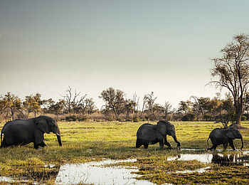 Little Sable Camp: Elefanten im Delta Little Sable Camp: Elefanten im Delta