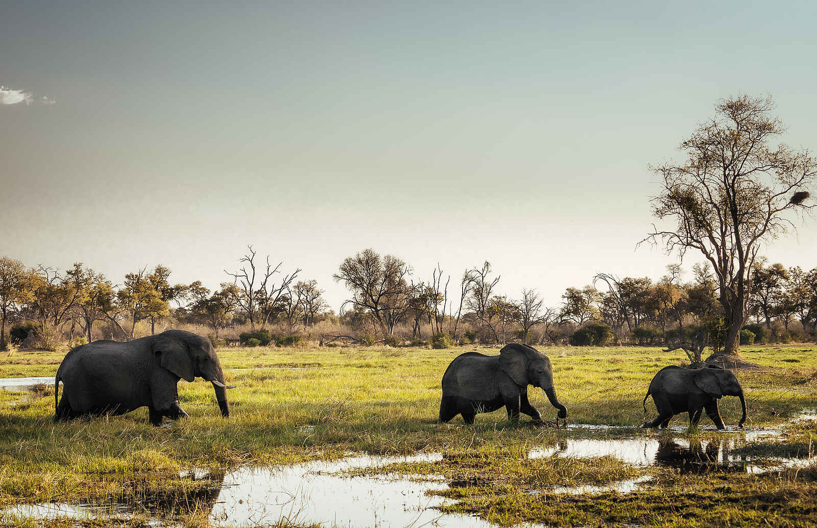 Little Sable Camp: Elefanten im Delta Little Sable Camp: Elefanten im Delta