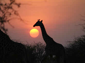 Manyara Ranch: Giraffen in der Abendsonne Manyara Ranch: Giraffen in der Abendsonne