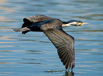 Mvuu Camp: Wasservogel im Flug