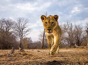 Norman Carr Safaris: Löwenportrait