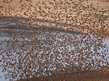 Norman Carr Safaris: Quelea-Schwarm