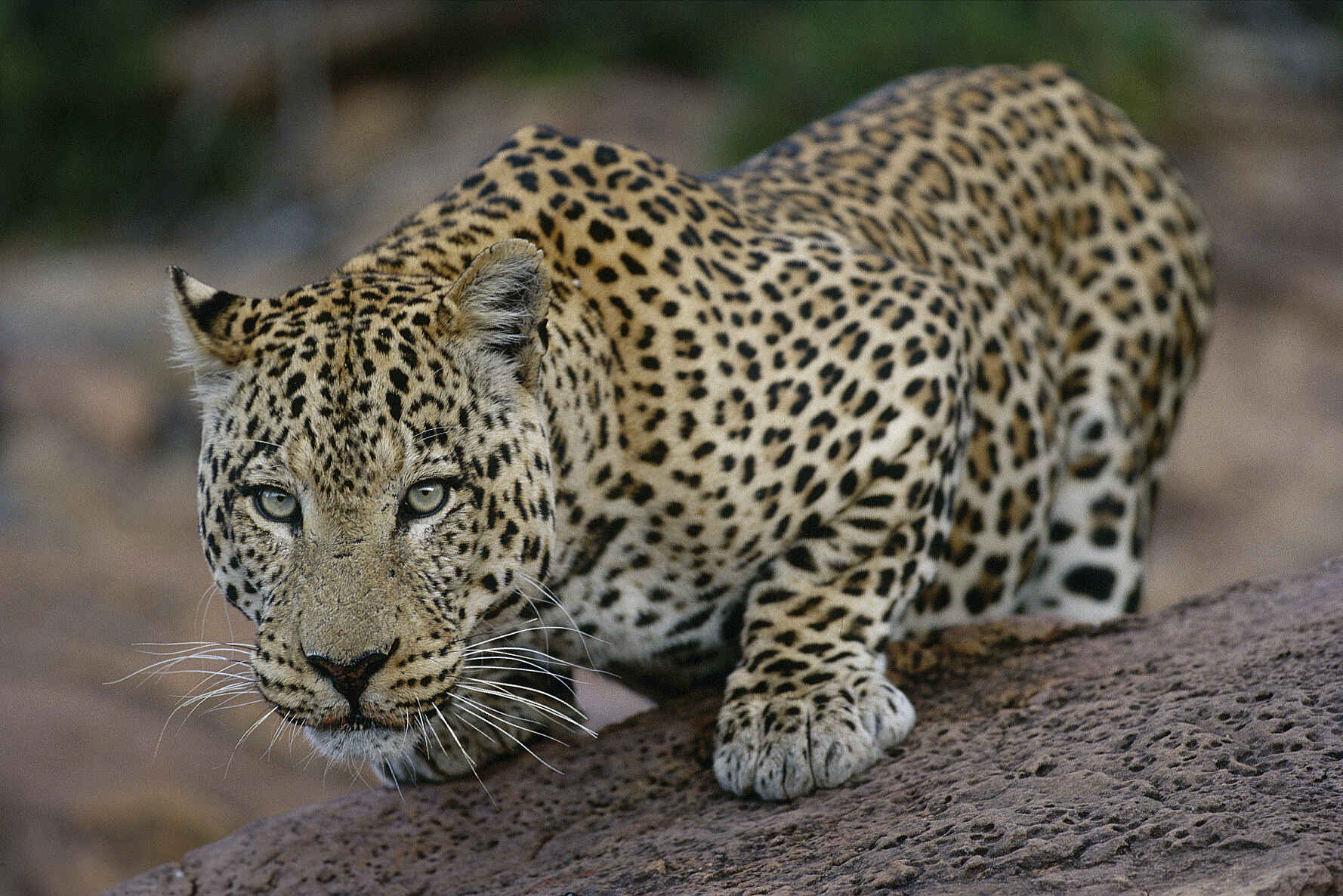 Okonjima Plains Camp: Auf dem Sprung