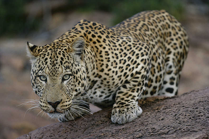 Okonjima Plains Camp: Auf dem Sprung Okonjima Plains Camp: Auf dem Sprung