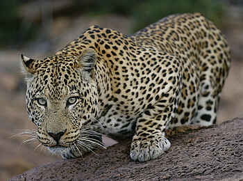 Okonjima Plains Camp: Auf dem Sprung Okonjima Plains Camp: Auf dem Sprung