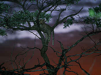 Okonjima Plains Camp: Leopard im Baum Okonjima Plains Camp: Leopard im Baum