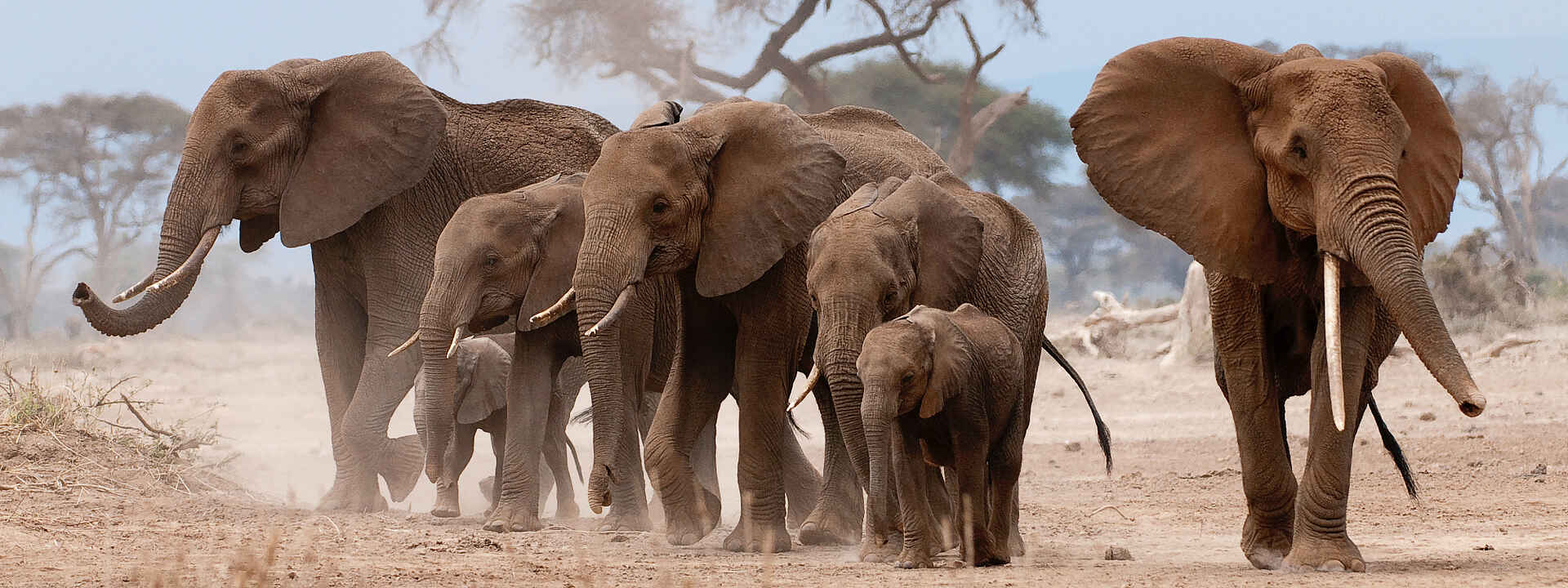 Ol Donyo Lodge: Elefantenherde