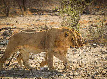 Onguma Tented Camp: Zwei Löwen 