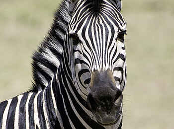 Ruckomechi Camp: Zebra-Portrait Ruckomechi Camp: Zebra-Portrait