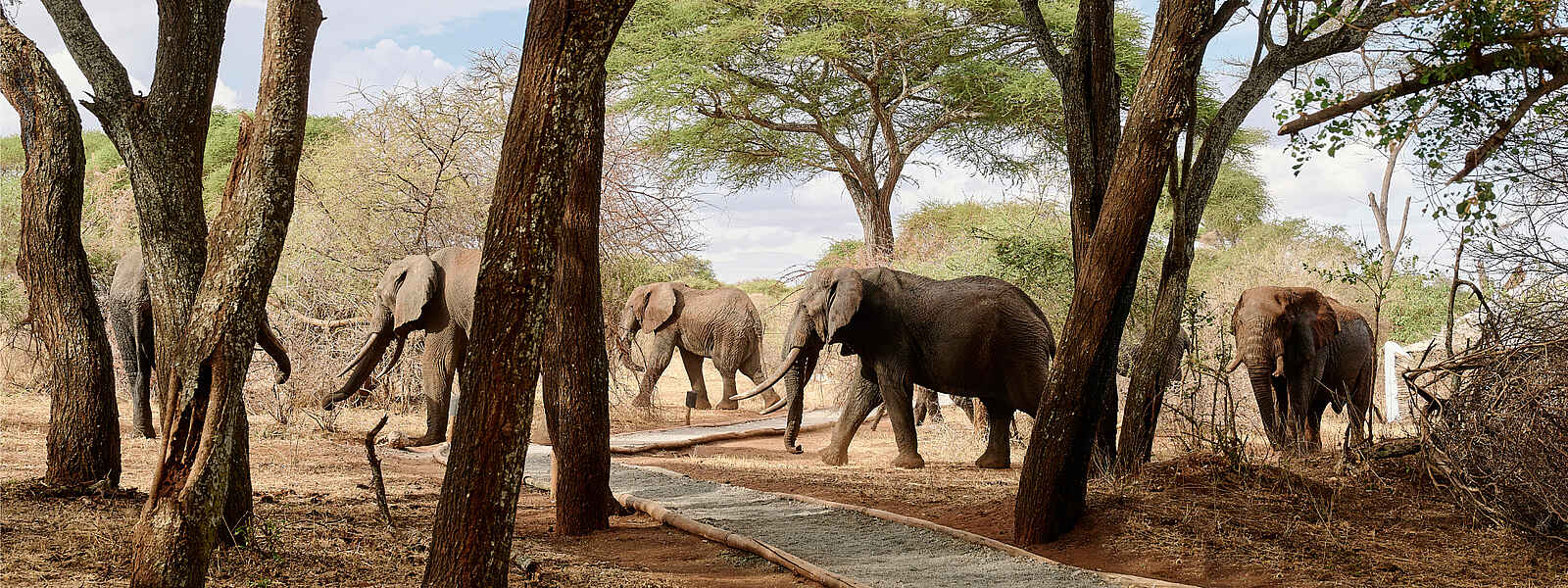 Sanctuary Swala: Elefanten direkt vorm Camp Sanctuary Swala: Elefanten direkt vorm Camp