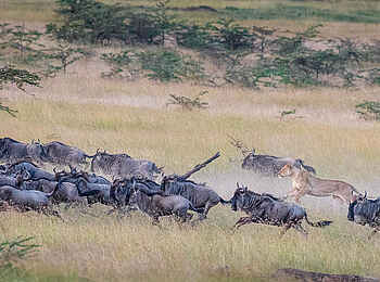 Serian The Original Camp: Jagdszene