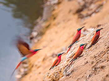 Shawa Luangwa Camp: Bienenfresser