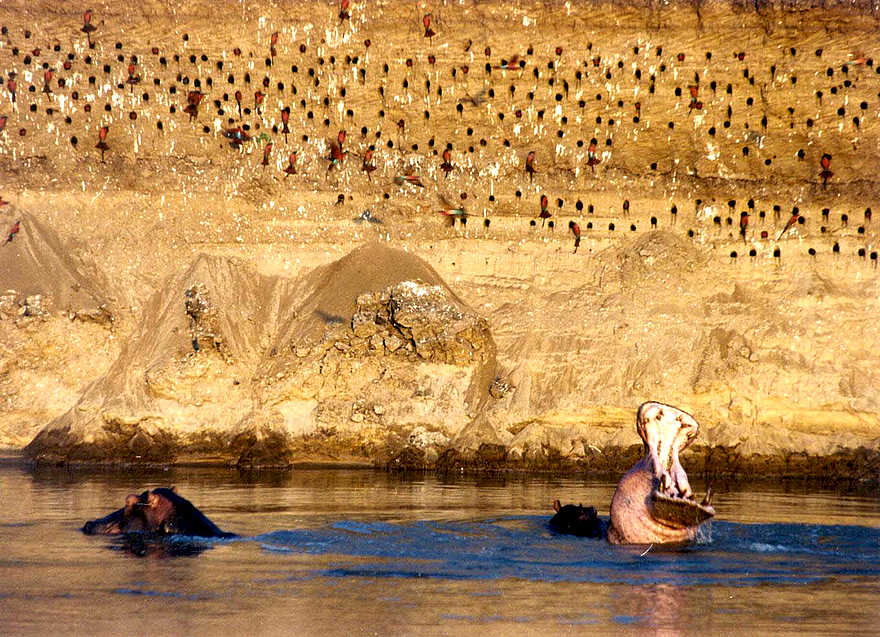 Shenton Carmine Bee Eater Hide: Hippos vor der Kolonie Shenton Carmine Bee Eater Hide: Hippos vor der Kolonie