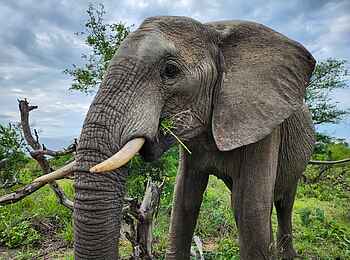 Simbavati Waterside Lodge: Ein Elefant Simbavati Waterside Lodge: Ein Elefant