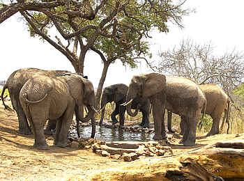 Tarangire Treetops: Elefanten am Wasserloch