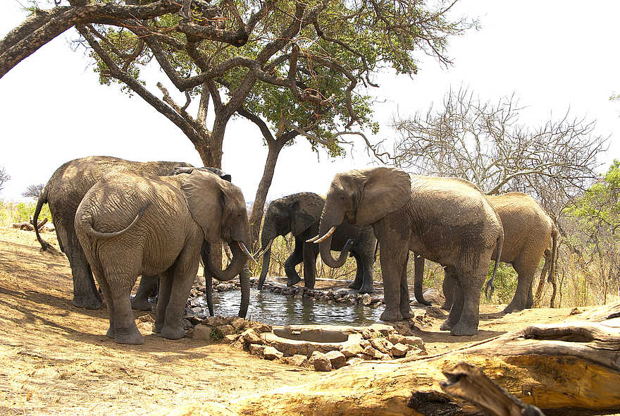 Tarangire Treetops: Elefanten am Wasserloch Tarangire Treetops: Elefanten am Wasserloch