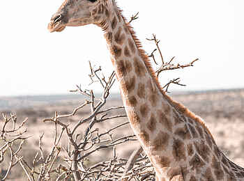 Voigtland Guesthouse: Eine Giraffe
