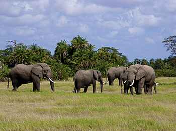 Amboseli Serena Safari Lodge: Elefantengruppe auf der Lichtung Amboseli Serena Safari Lodge: Elefantengruppe auf der Lichtung