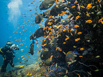 Azura Marlin Beach: Korallenriff