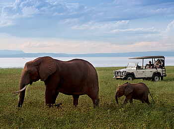 Bumi Hills Safari Lodge: Elefantenkuh mit Kalb Bumi Hills Safari Lodge: Elefantenkuh mit Kalb