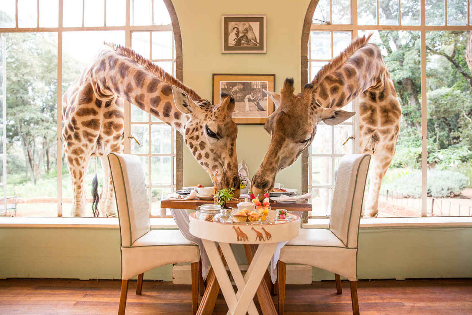 Giraffe Manor: Frühstück mit Giraffen Giraffe Manor: Frühstück mit Giraffen