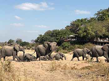Jock Safari Lodge – Main Lodge: Vorbeiziehende Elefanten