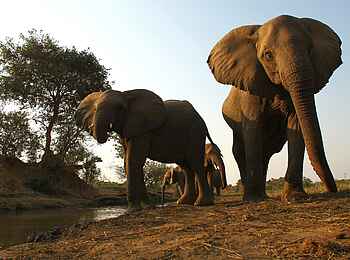 Kavinga Safari Camp: Elefanten vor dem Beobachtungsunterstand Kavinga Safari Camp: Elefanten vor dem Beobachtungsunterstand