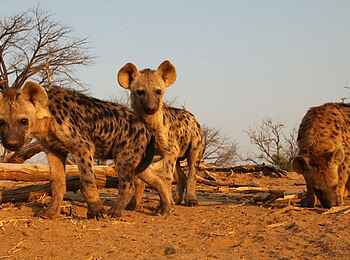 Kavinga Safari Camp: Hyänenkinder Kavinga Safari Camp: Hyänenkinder
