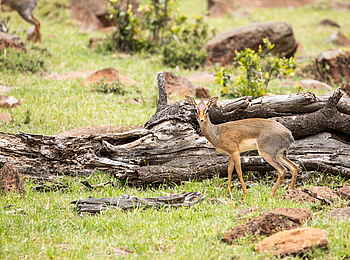 Mara Nyika Camp: Dik Dik vor Baumstamm
