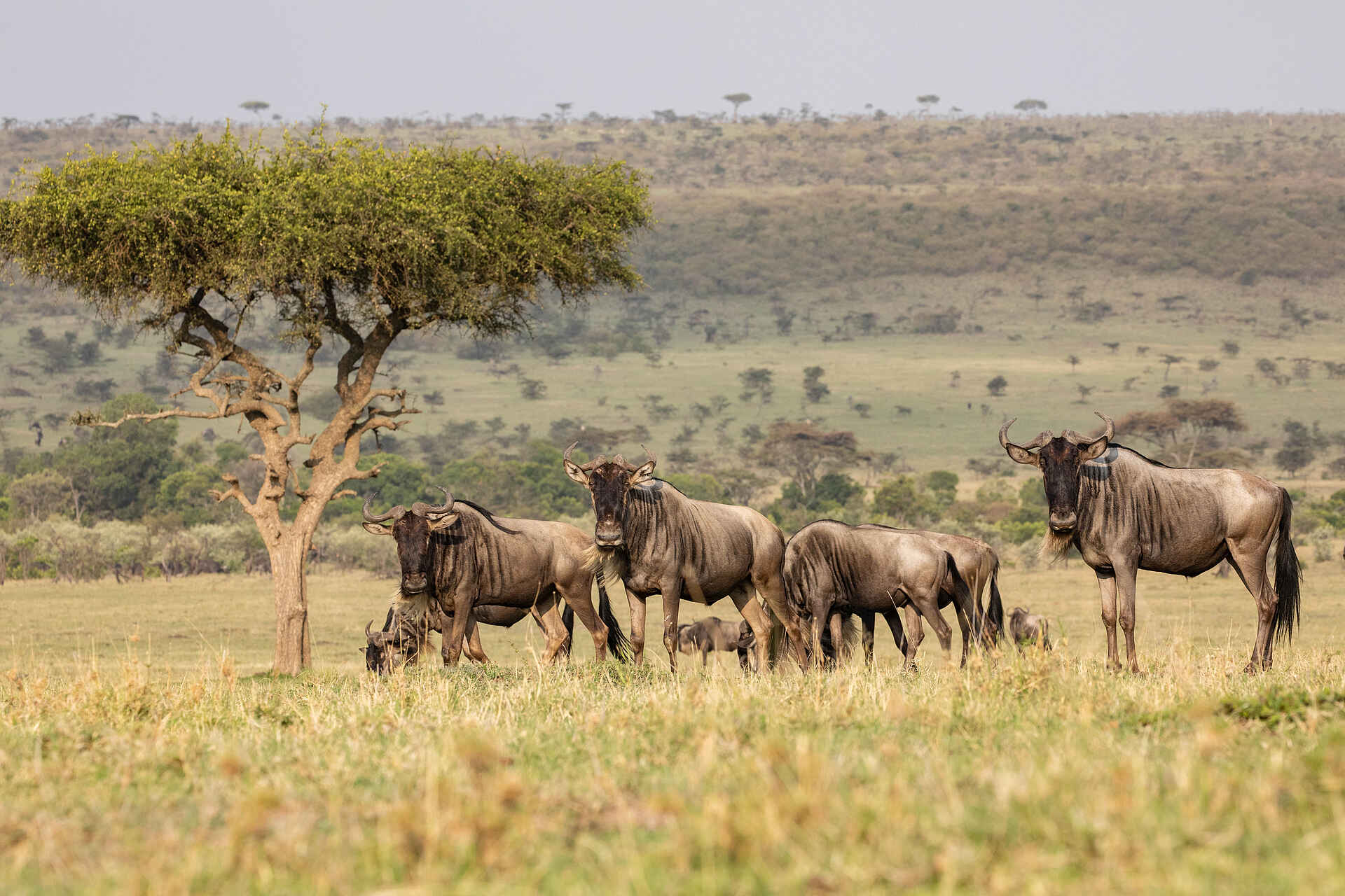 Mara Nyika Camp: Gnuherde Mara Nyika Camp: Gnuherde