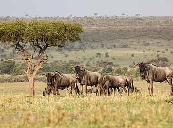Mara Nyika Camp: Gnuherde