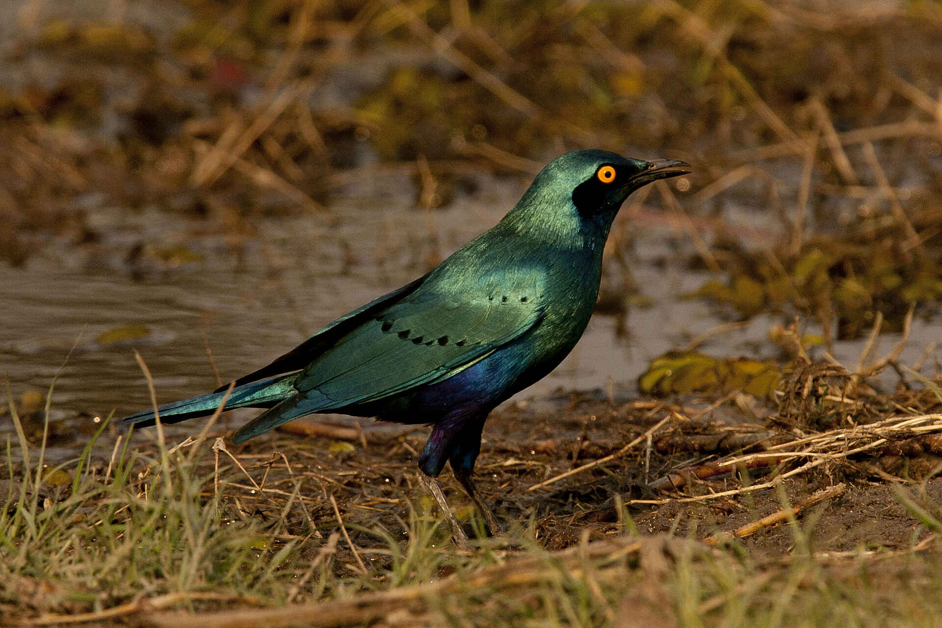 Miracle Rivers Komfort Safari: Ein Grünschwanz-Glanzstar