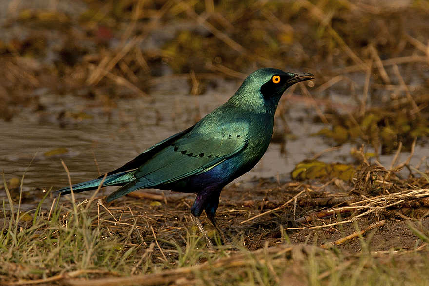 Miracle Rivers Komfort Safari: Ein Grünschwanz-Glanzstar Miracle Rivers Komfort Safari: Ein Grünschwanz-Glanzstar