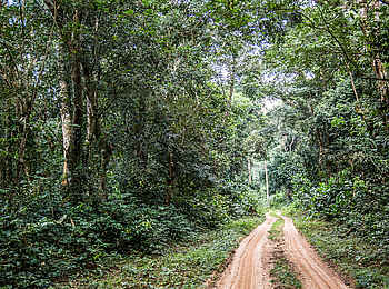 Ngaga Camp: Straßenbedingungen im Ndzehi Forest