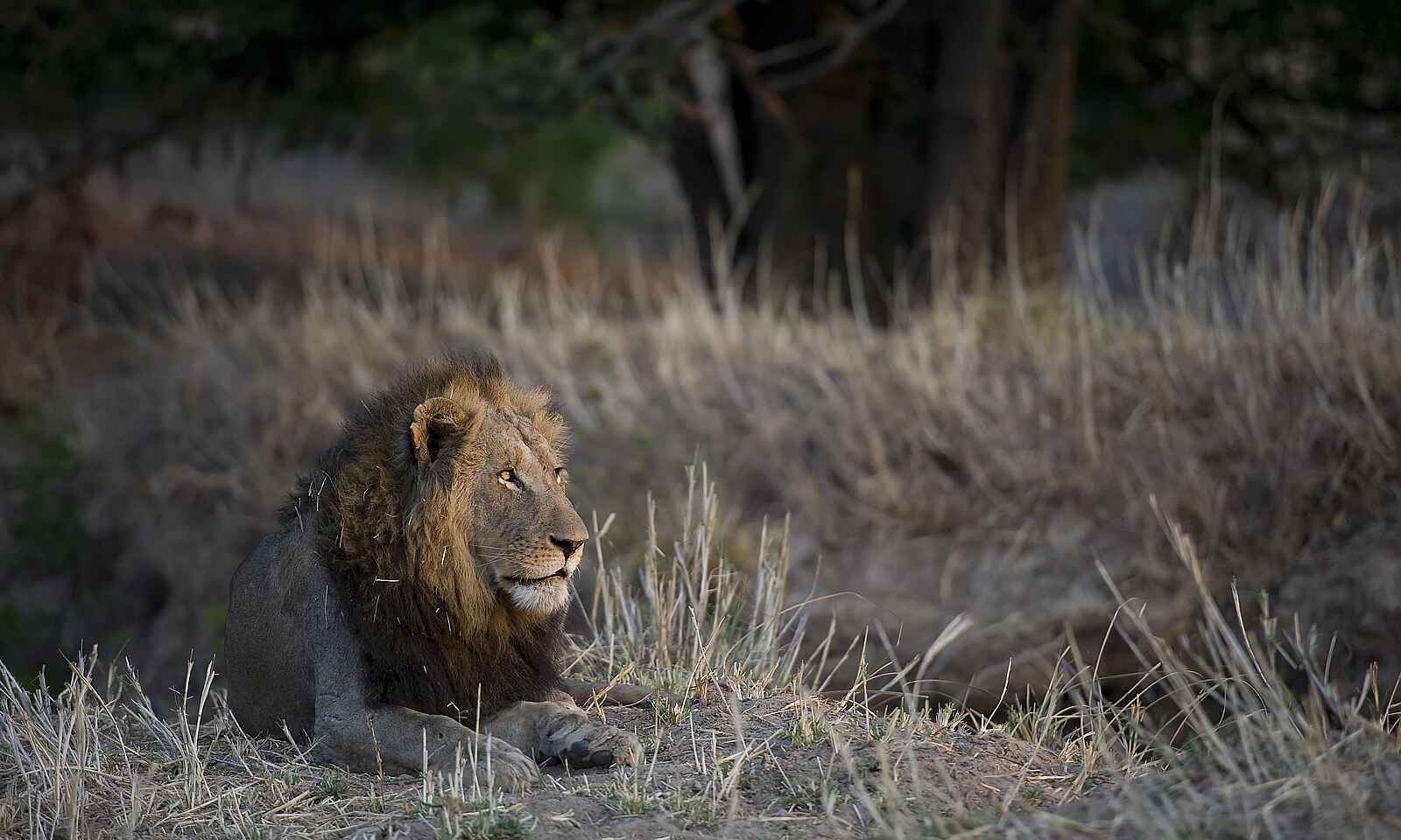 Ntemwa Busanga Bushcamp: Junges Löwenmännchen Ntemwa Busanga Bushcamp: Junges Löwenmännchen